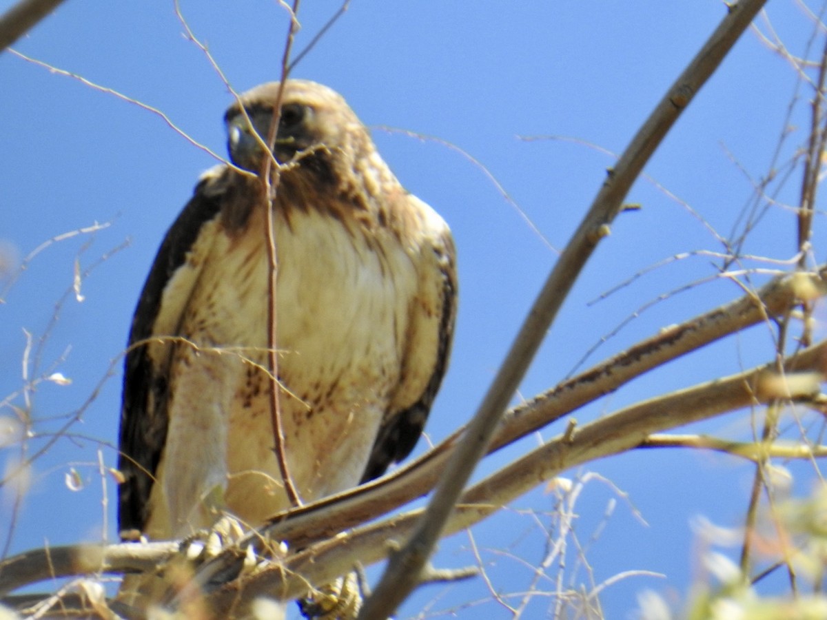 Red-tailed Hawk - ML619307457
