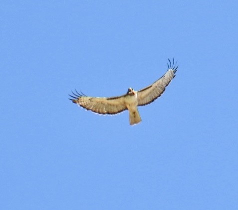 Red-tailed Hawk - ML619307458