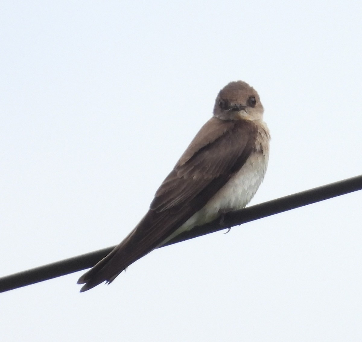 Northern Rough-winged Swallow - ML619307473