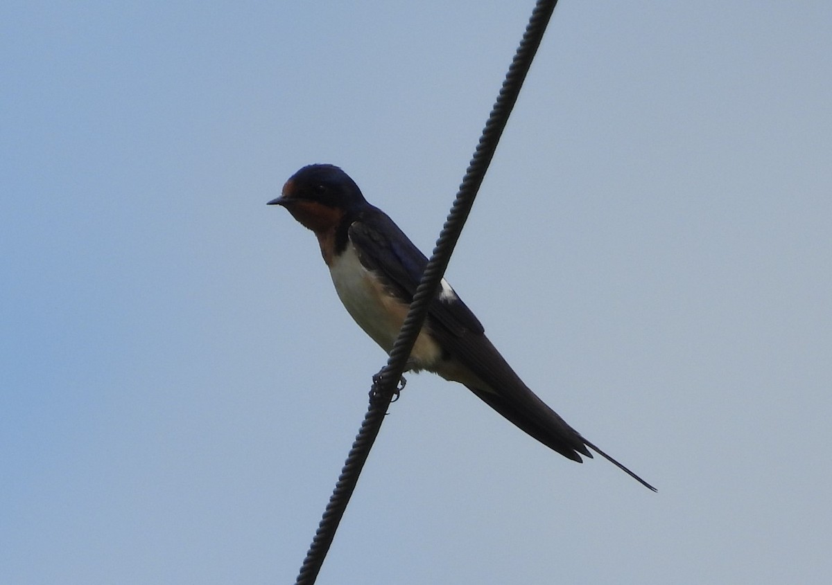 Barn Swallow - ML619307484
