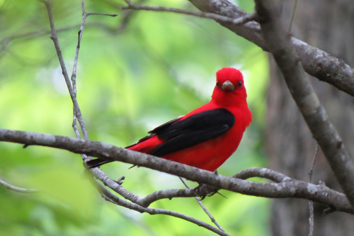 Scarlet Tanager - ML619307511