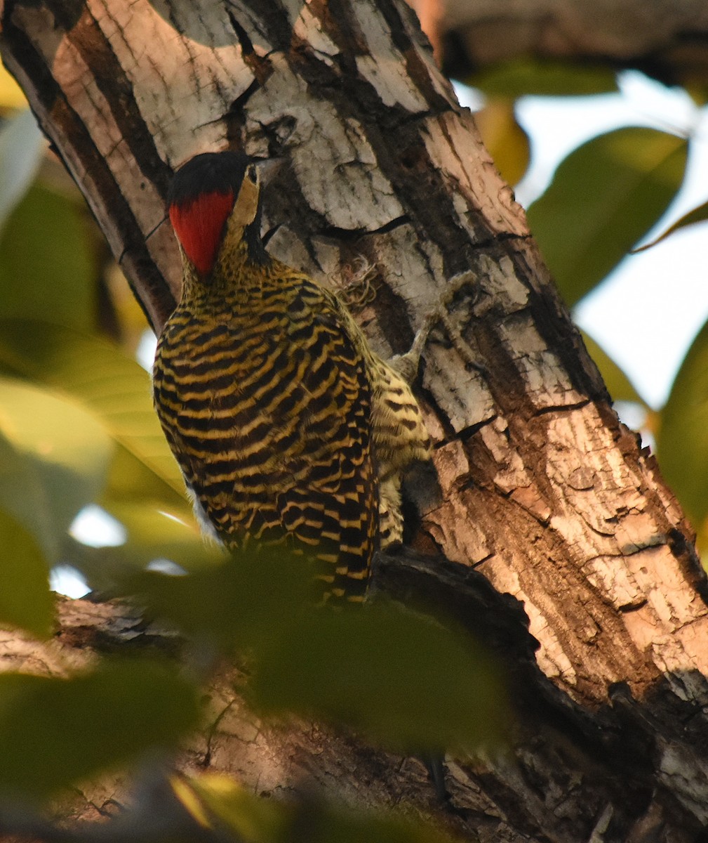 Green-barred Woodpecker - ML619307519