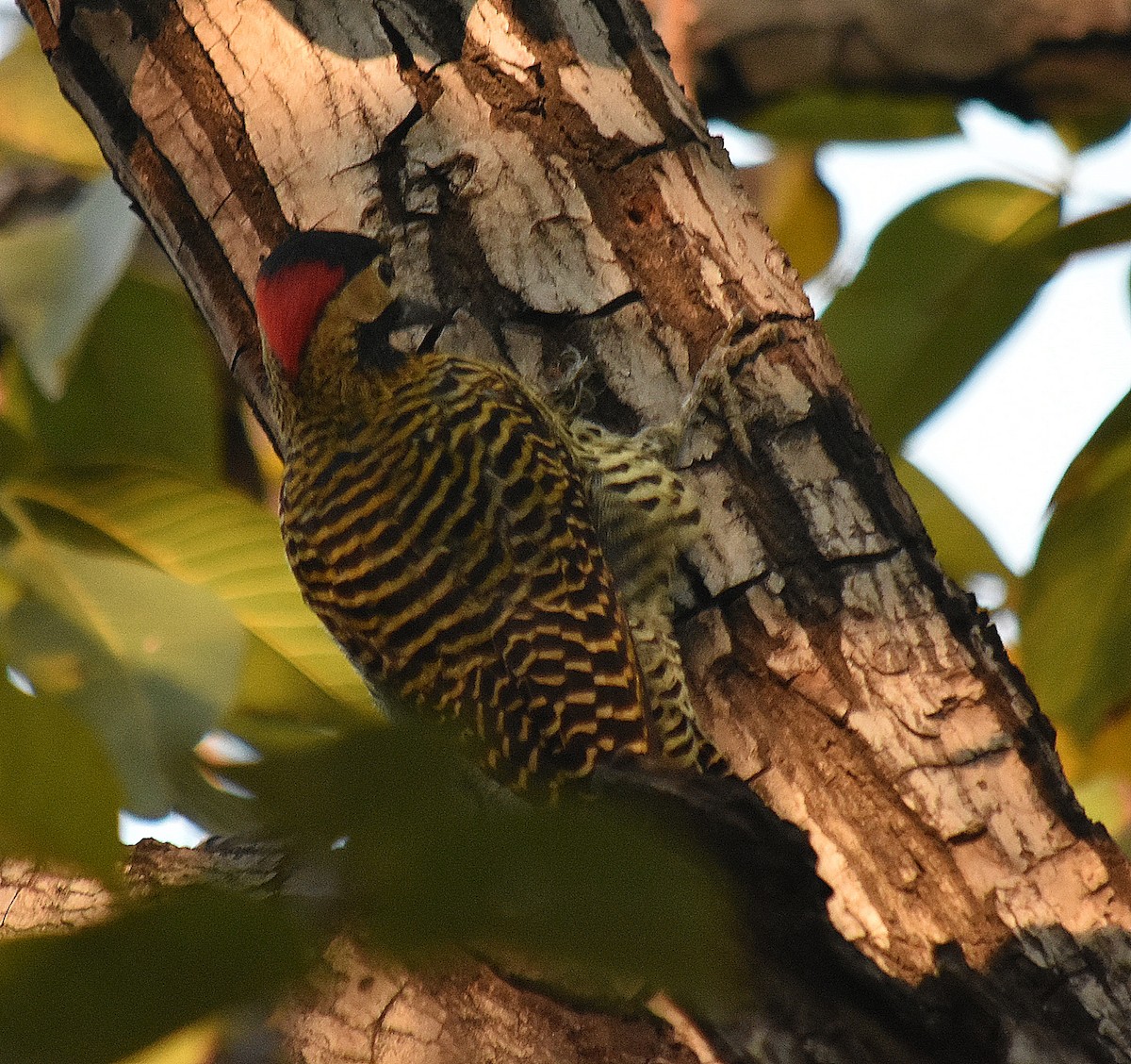 Green-barred Woodpecker - ML619307521