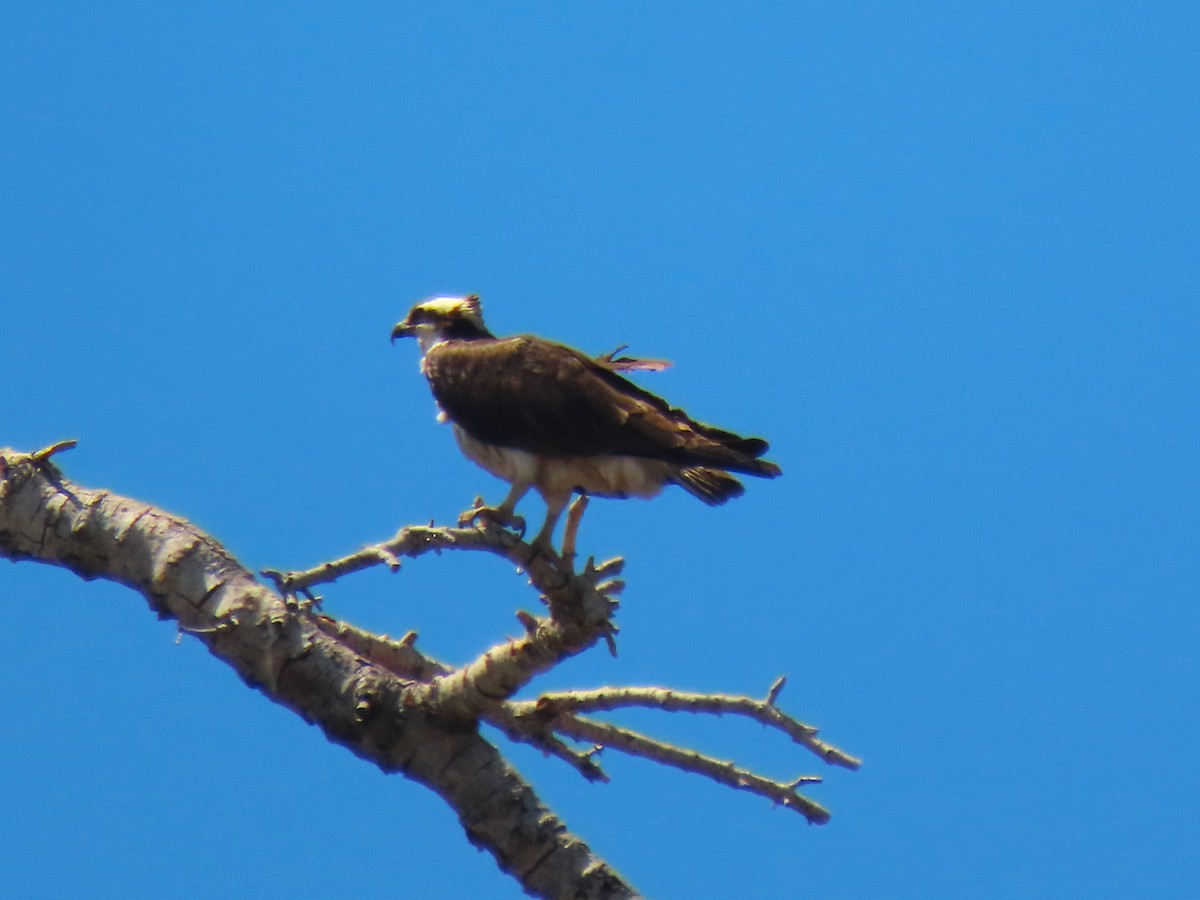 eBird Checklist 14 May 2024 Kolob Rd. — Whispering Pines