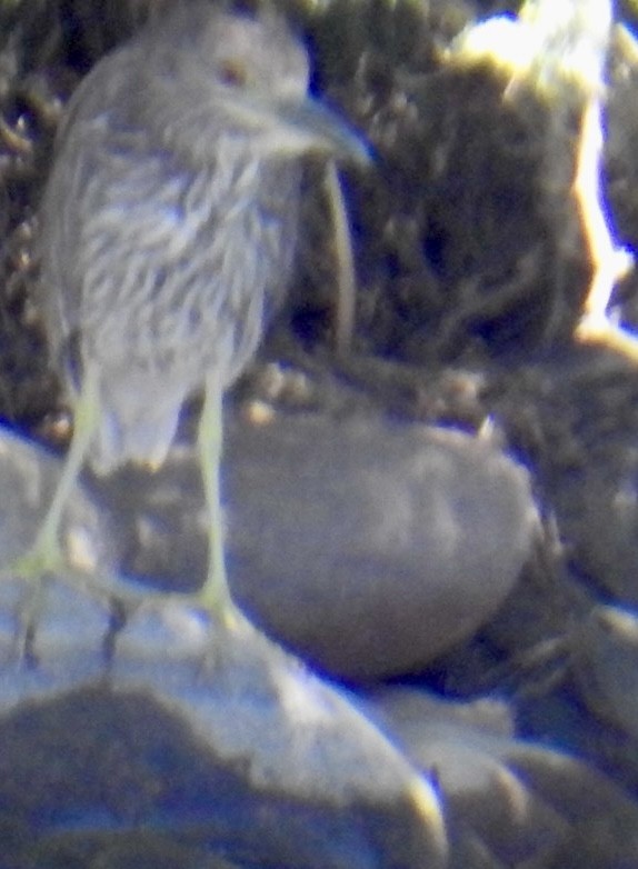 Black-crowned Night Heron - ML619307538
