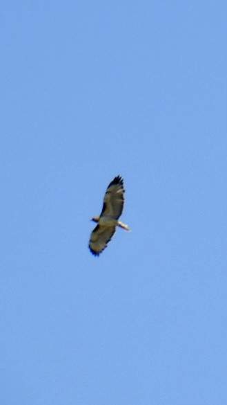 Red-tailed Hawk - ML619307562
