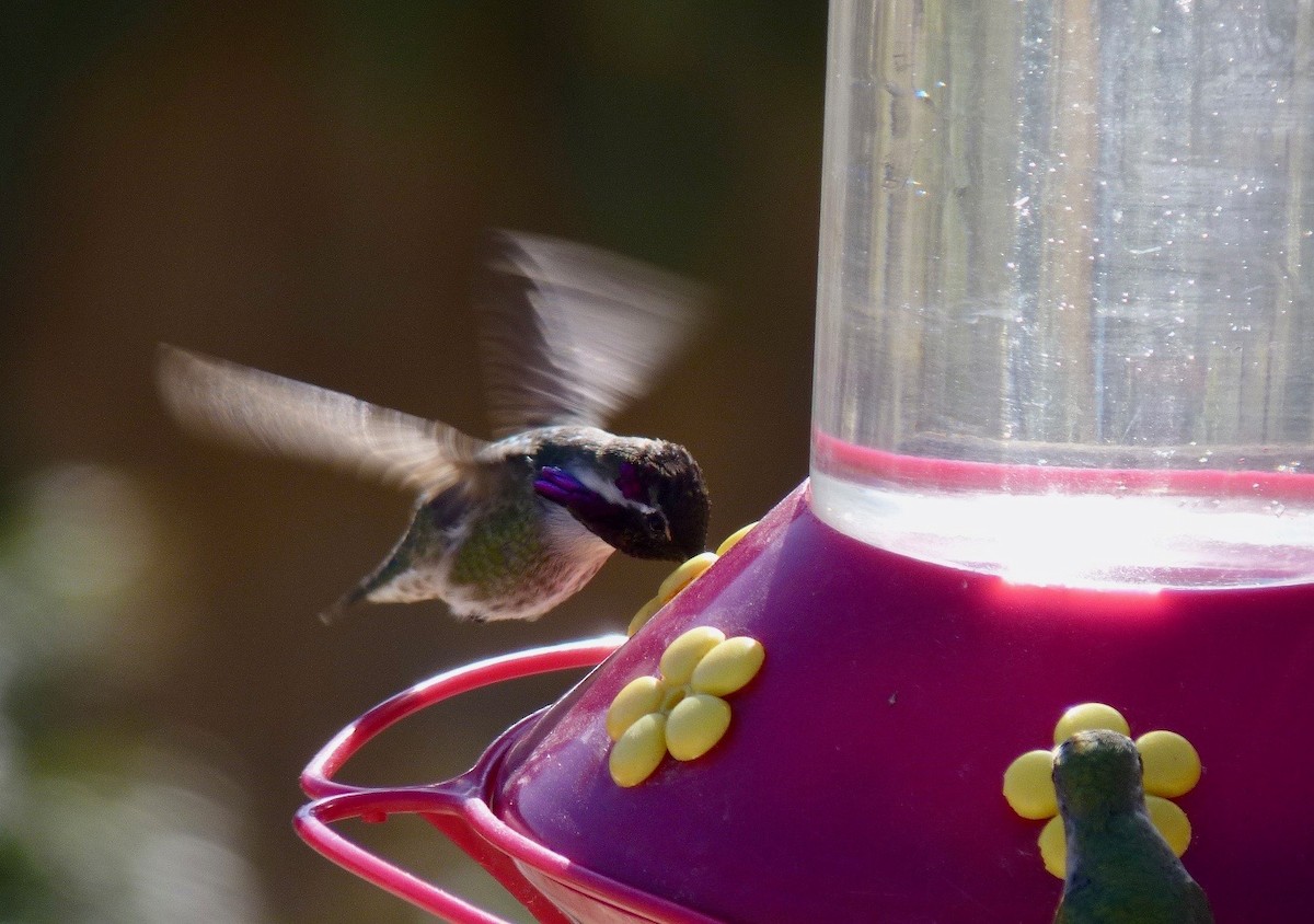 Costa's Hummingbird - ML619307600