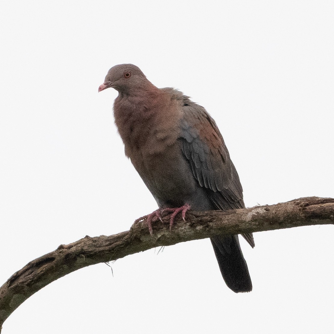 Pigeon à bec rouge - ML619307662