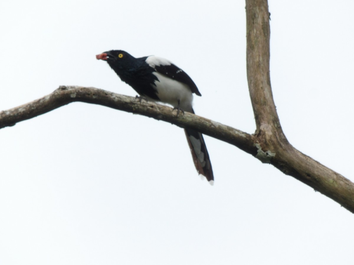 Magpie Tanager - ML619307692