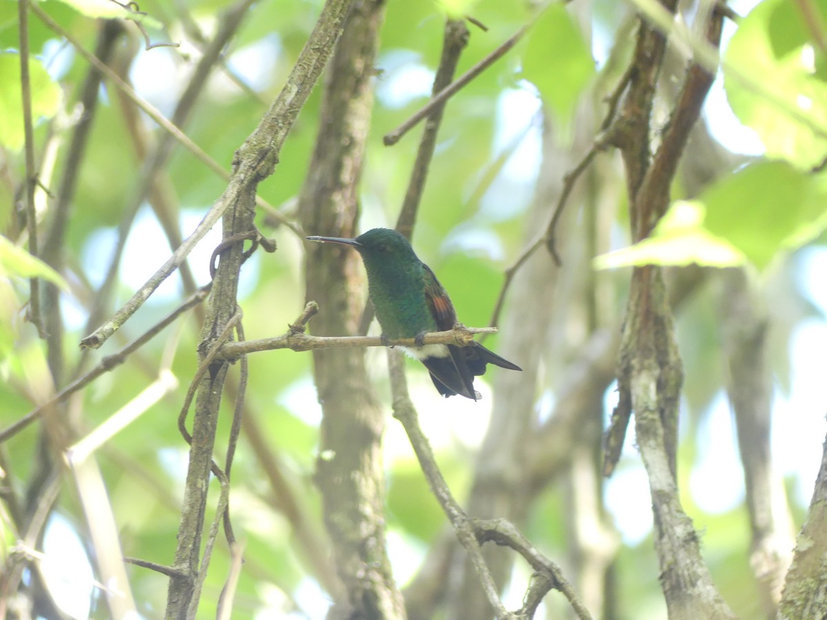 Blue-tailed Hummingbird - ML619307704