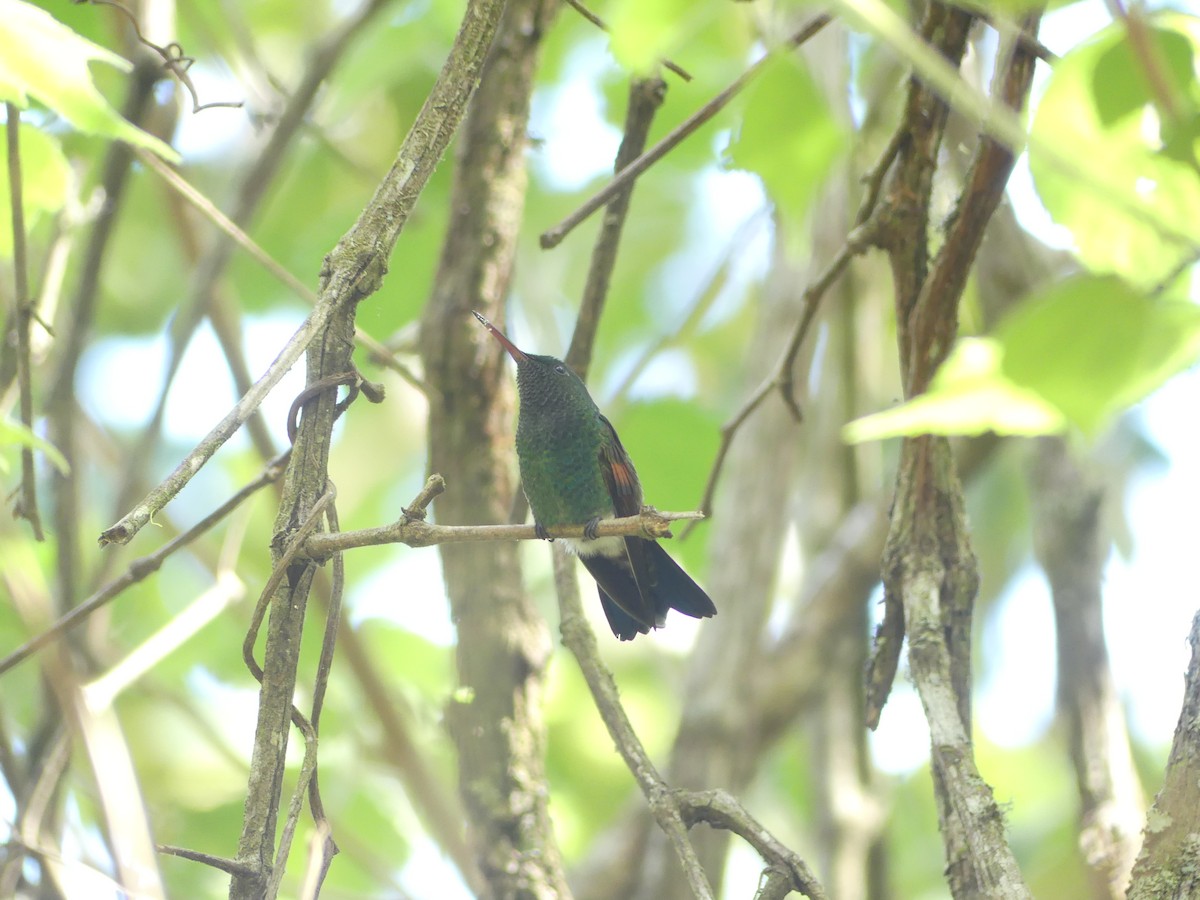 Blue-tailed Hummingbird - ML619307705
