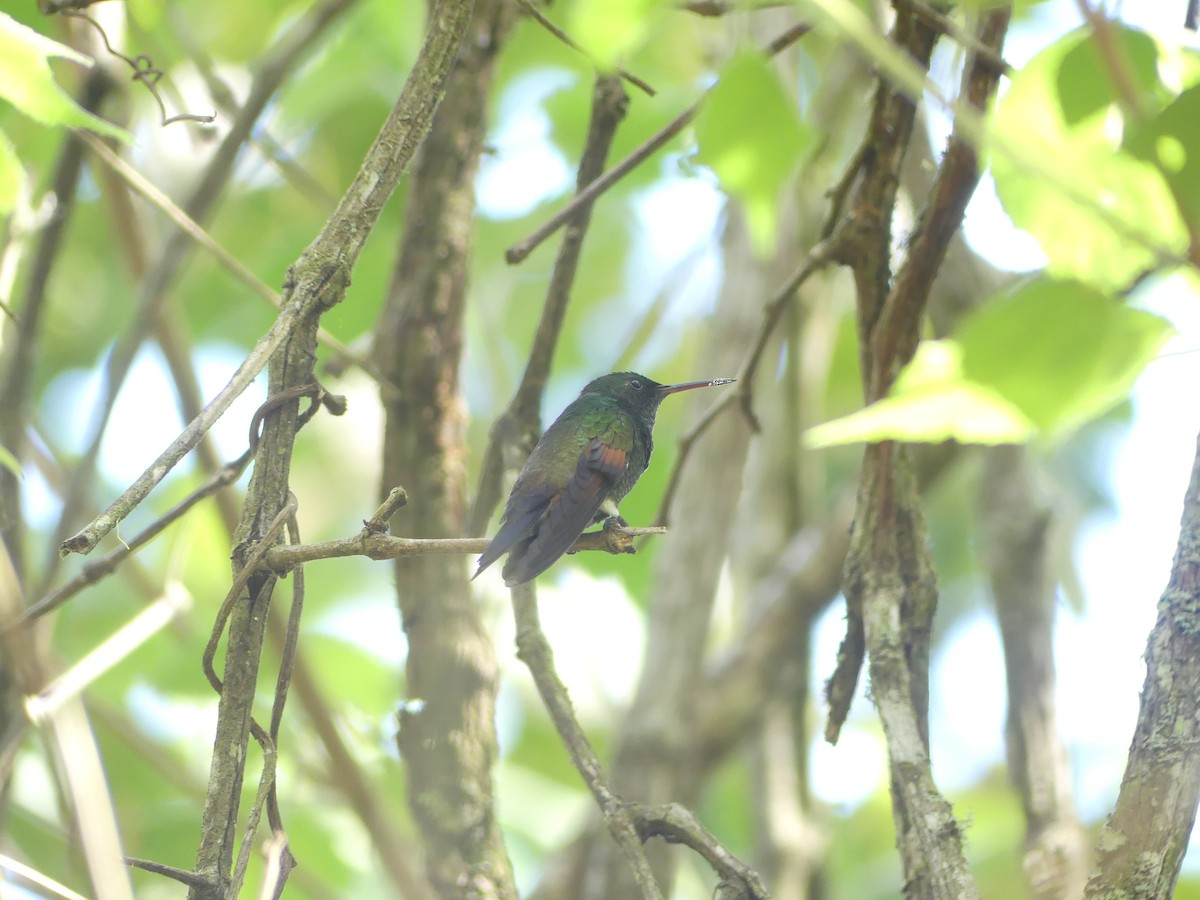 Blue-tailed Hummingbird - ML619307706