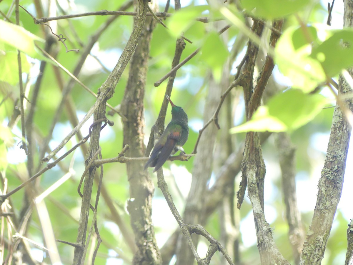 Blue-tailed Hummingbird - ML619307707