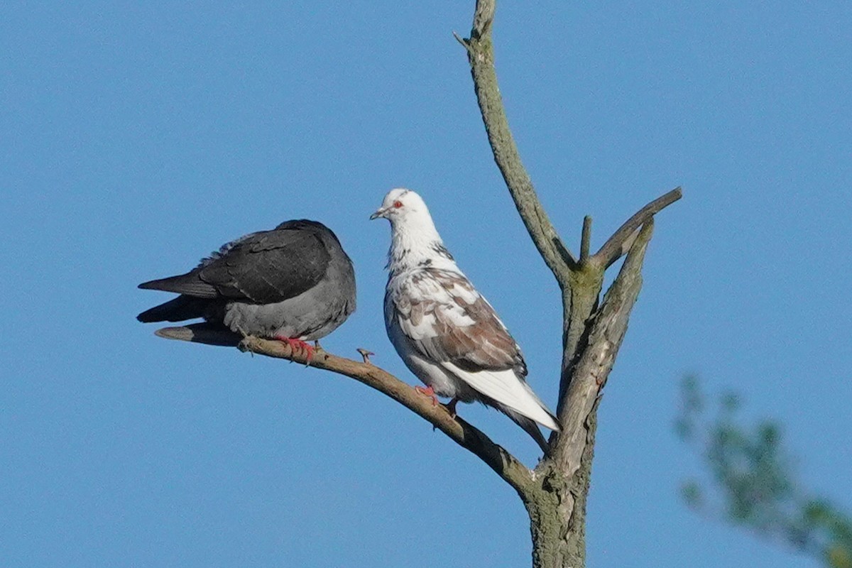 Rock Pigeon (Feral Pigeon) - ML619307708
