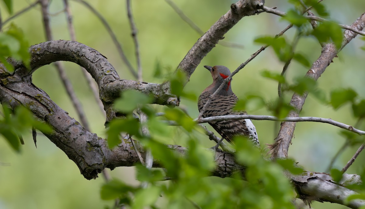 Northern Flicker (Yellow-shafted) - ML619307732
