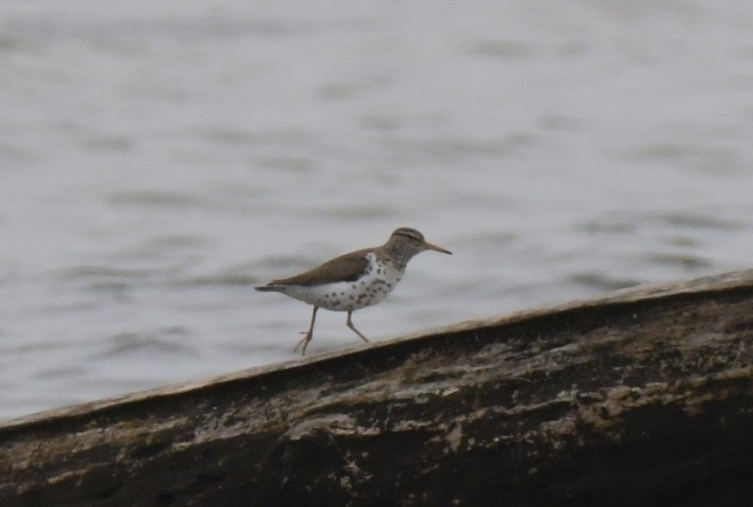 EBird Checklist - 18 May 2024 - Presque Isle SP--Leo's Landing - 22 Species