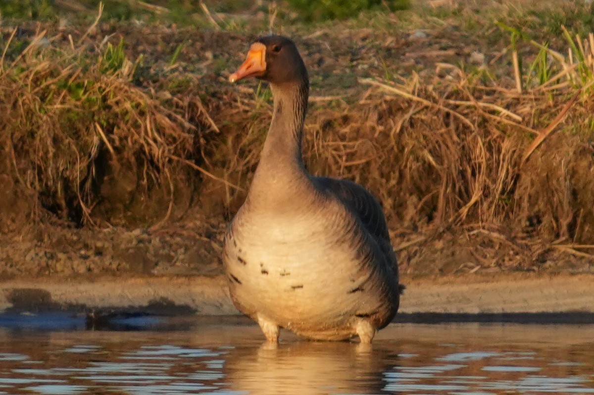 Greater White-fronted Goose - ML619307786