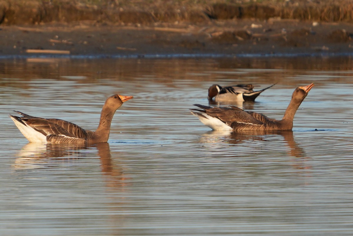 Greater White-fronted Goose - ML619307787