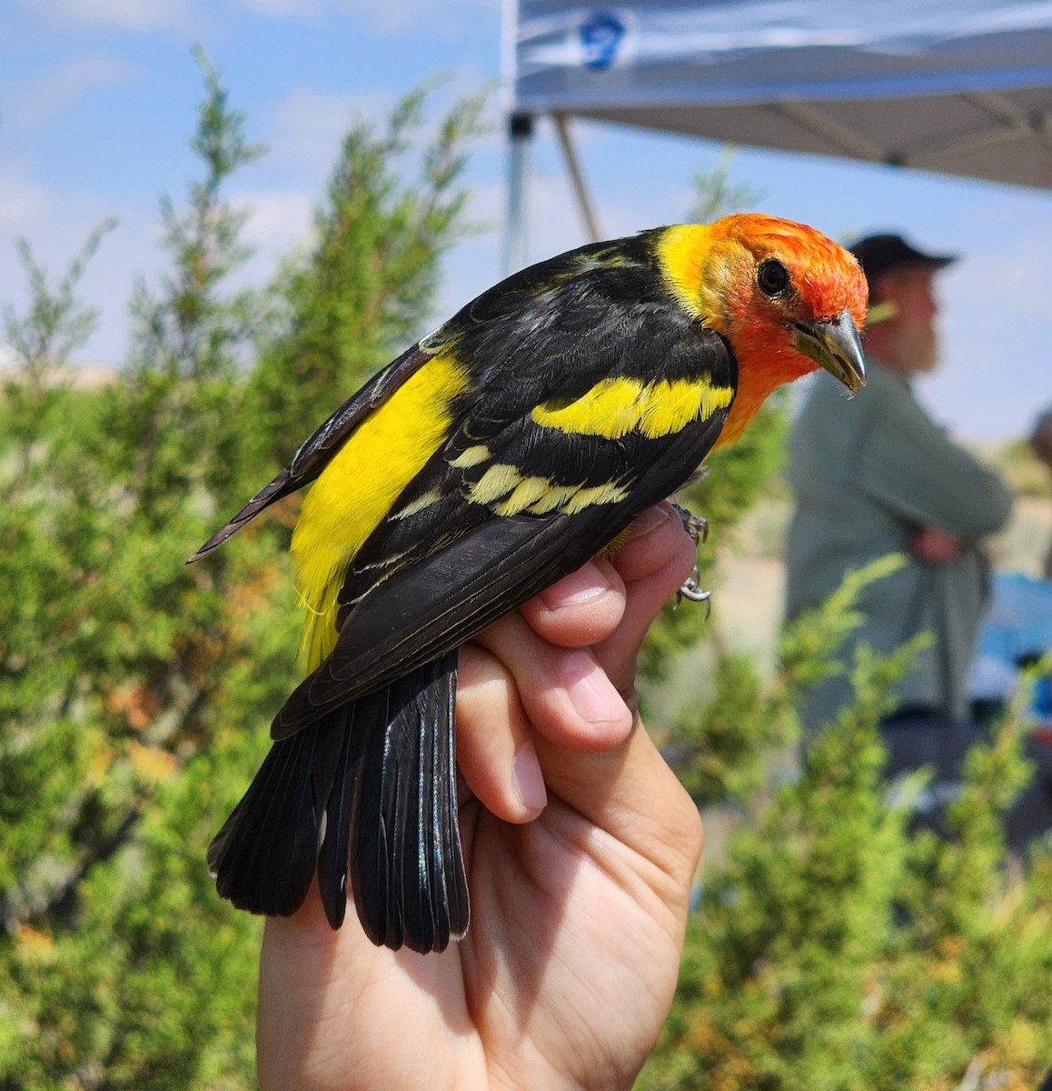 Western Tanager - ML619307812