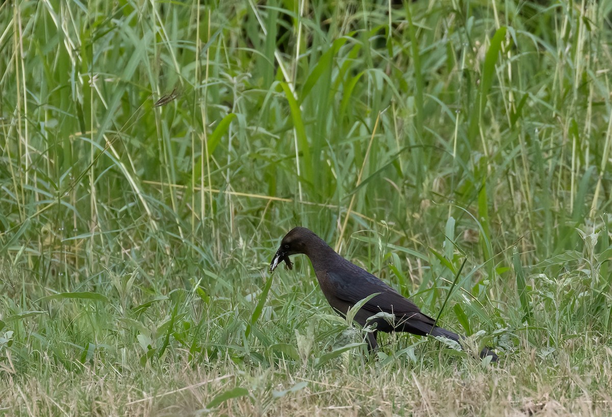 Great-tailed Grackle - ML619307822