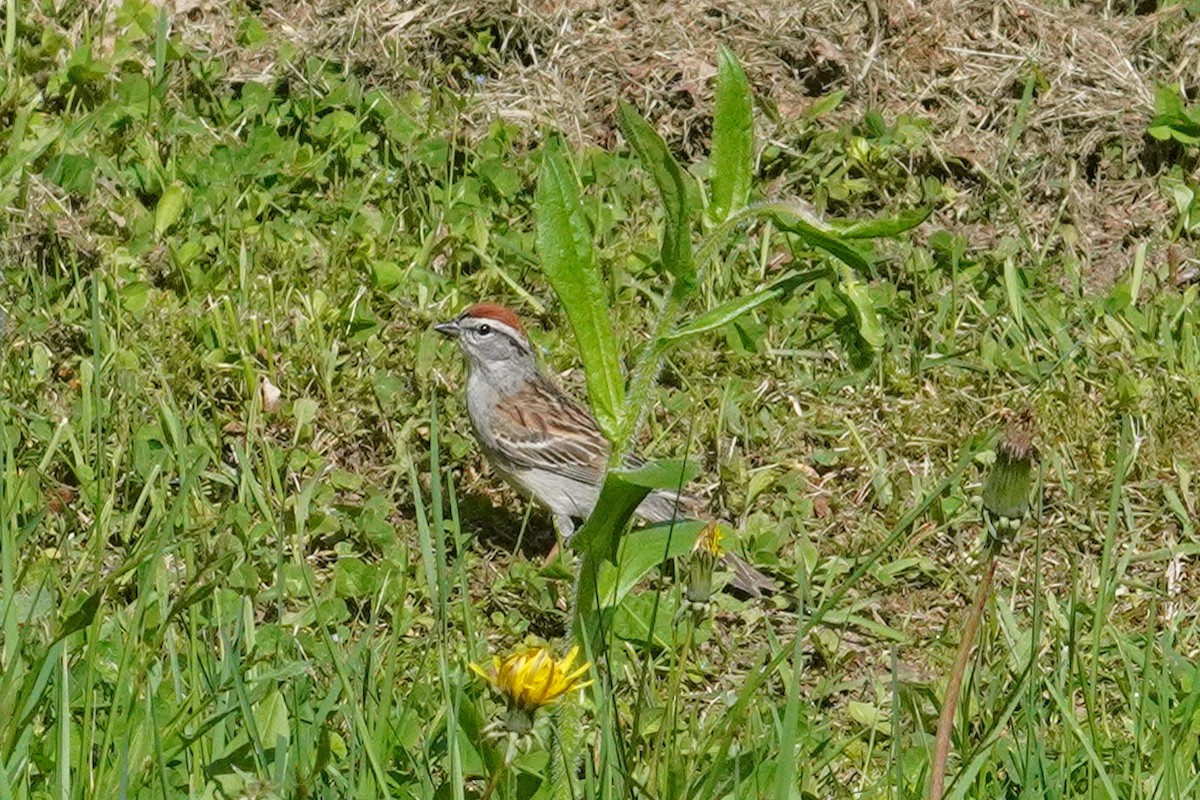 Chipping Sparrow - ML619307874