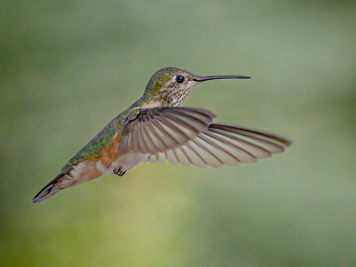 Broad-tailed Hummingbird - ML619307877