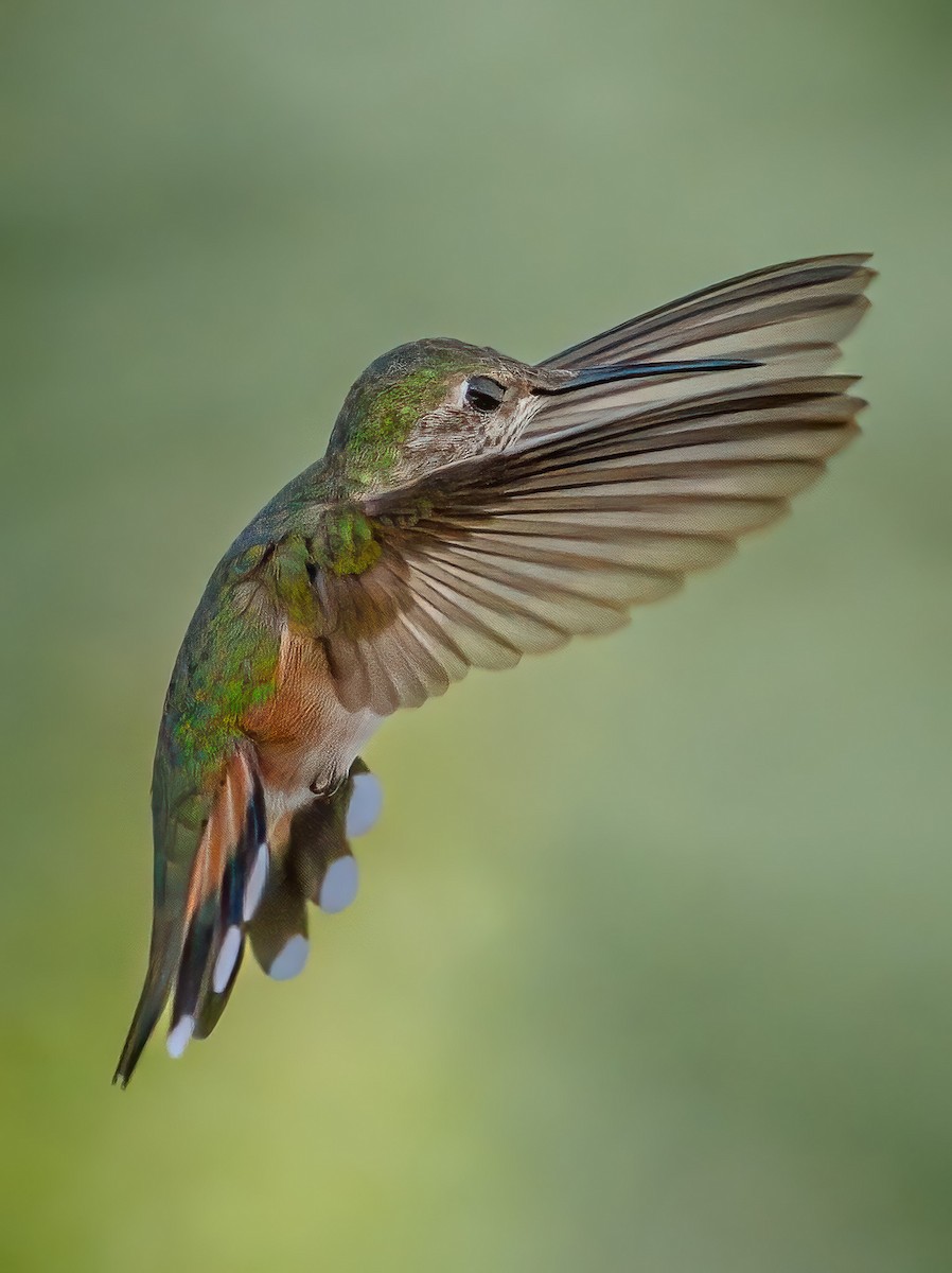 Broad-tailed Hummingbird - ML619307879