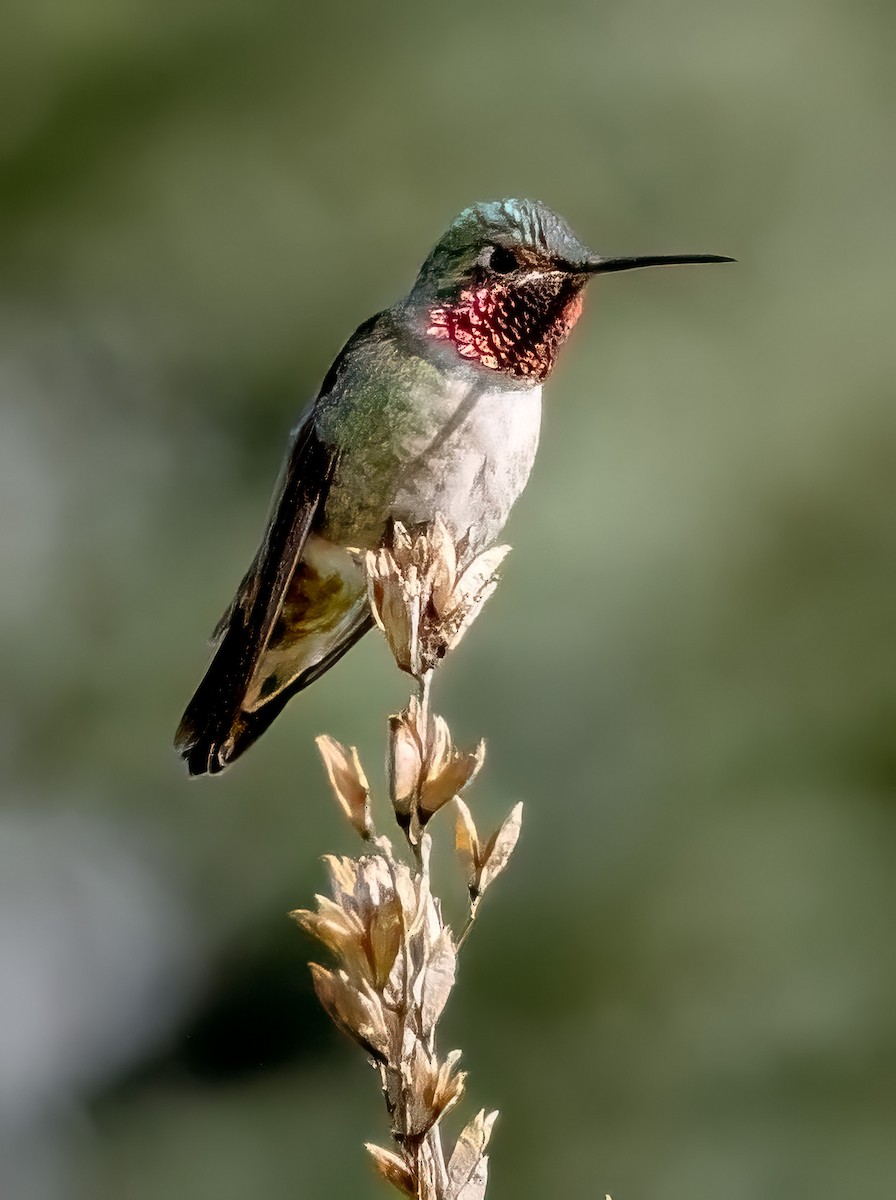 Broad-tailed Hummingbird - ML619307890