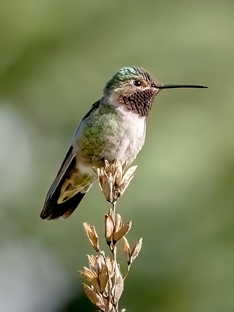 Broad-tailed Hummingbird - ML619307893