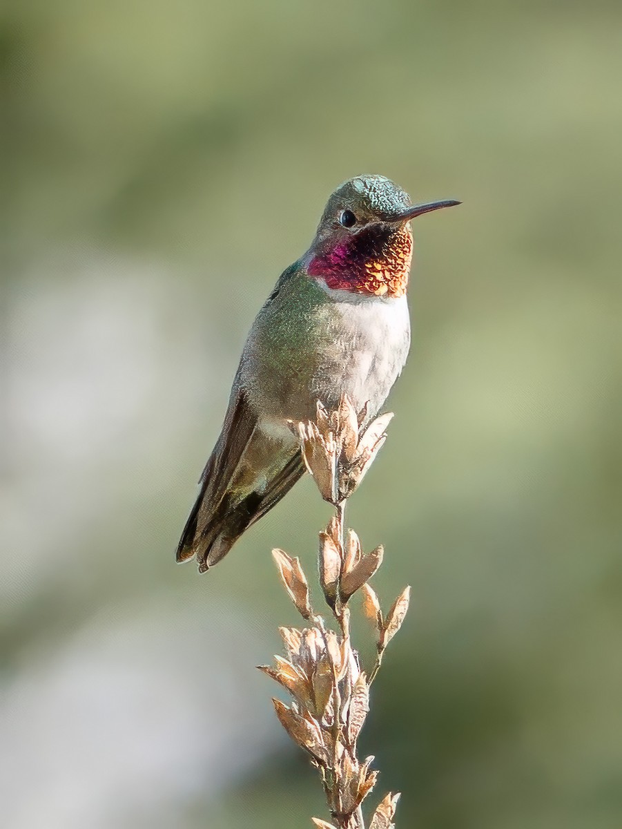 Broad-tailed Hummingbird - ML619307896