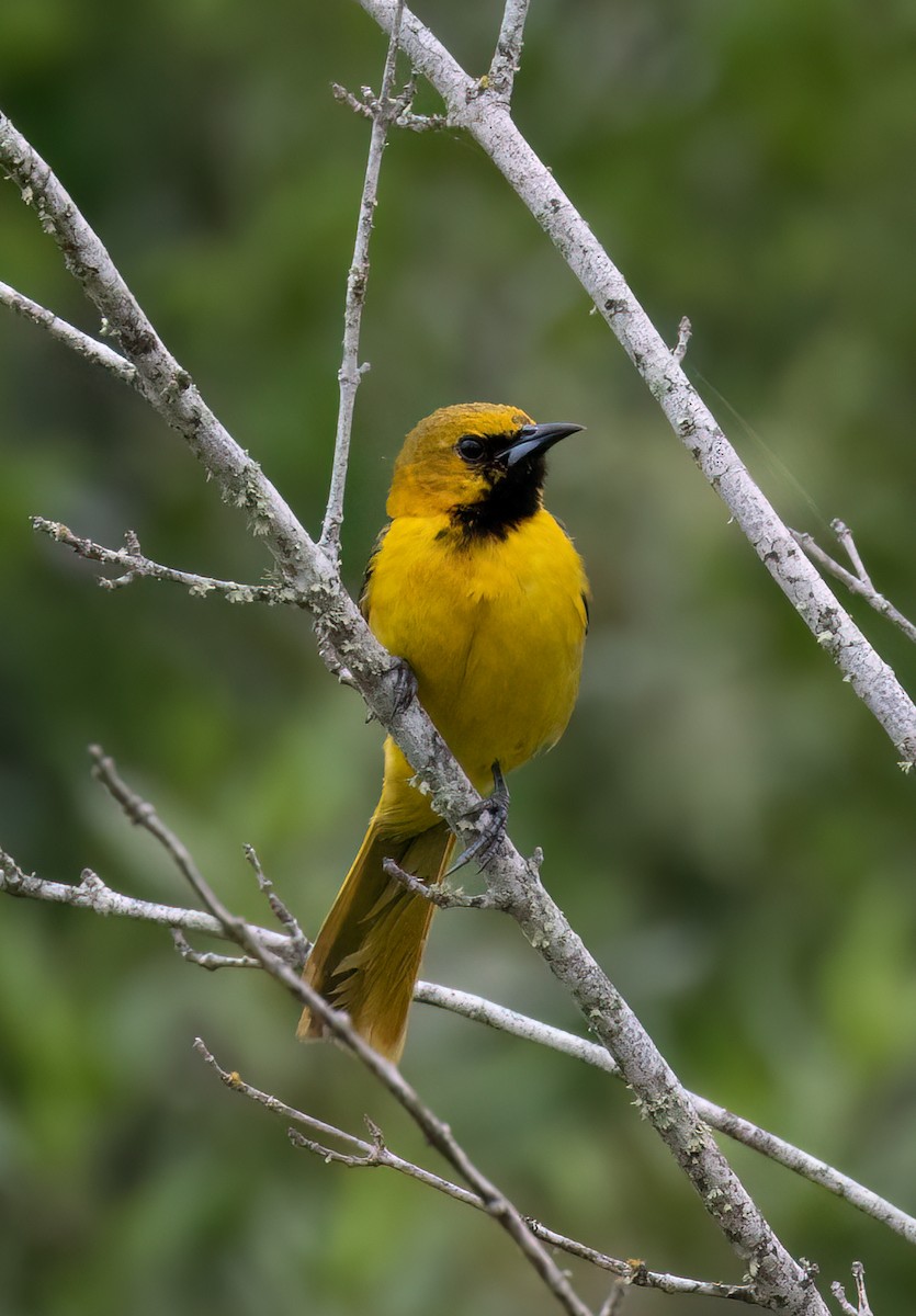 Orchard Oriole - ML619307899