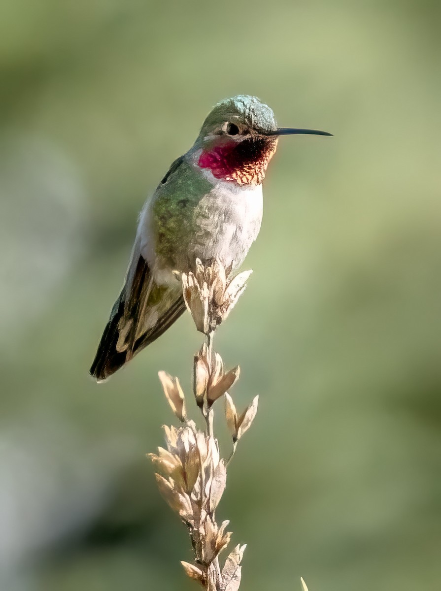 Broad-tailed Hummingbird - ML619307900