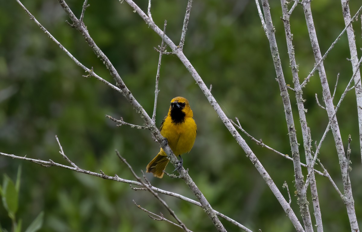 Orchard Oriole - ML619307901