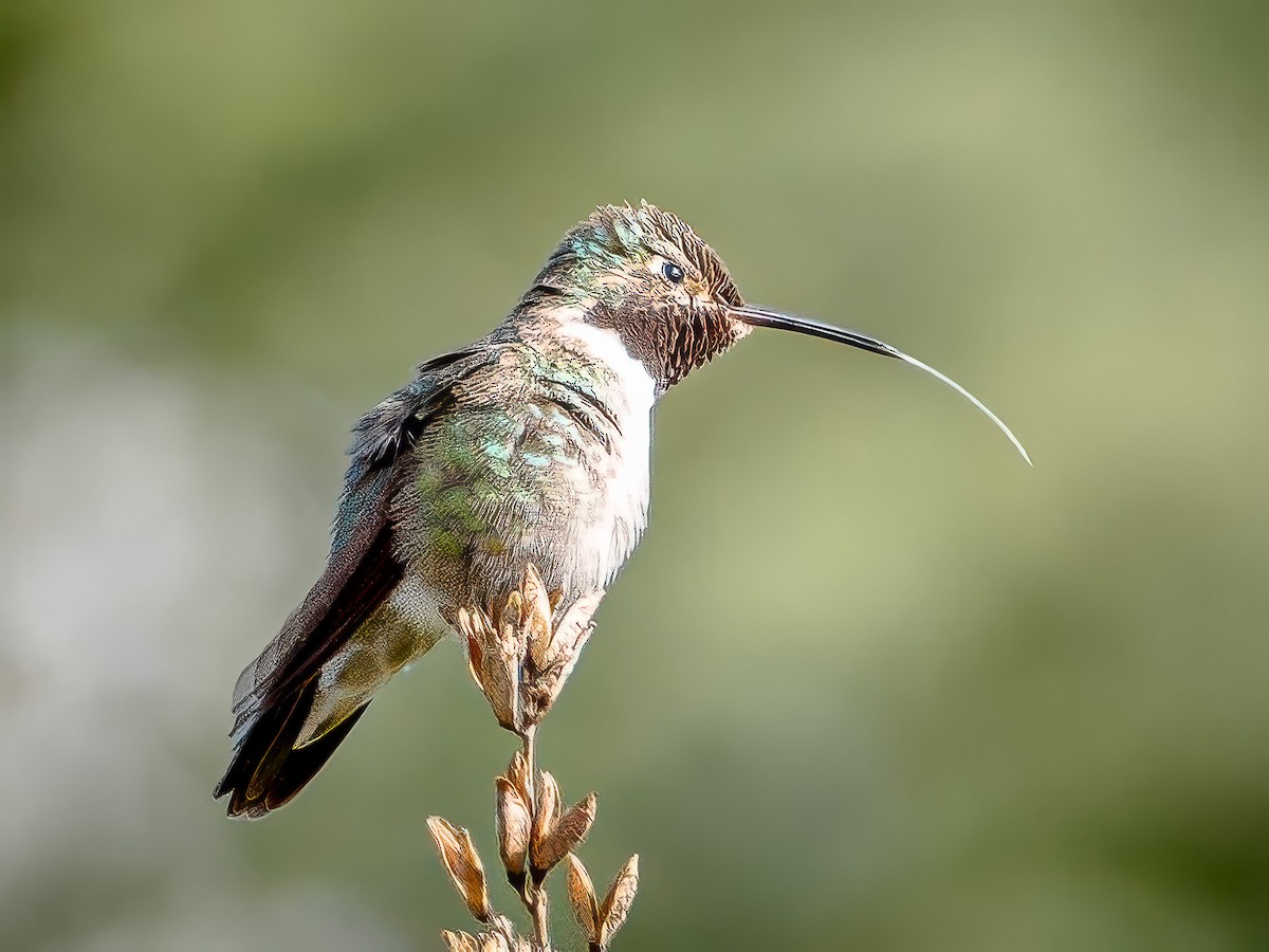 Broad-tailed Hummingbird - ML619307903