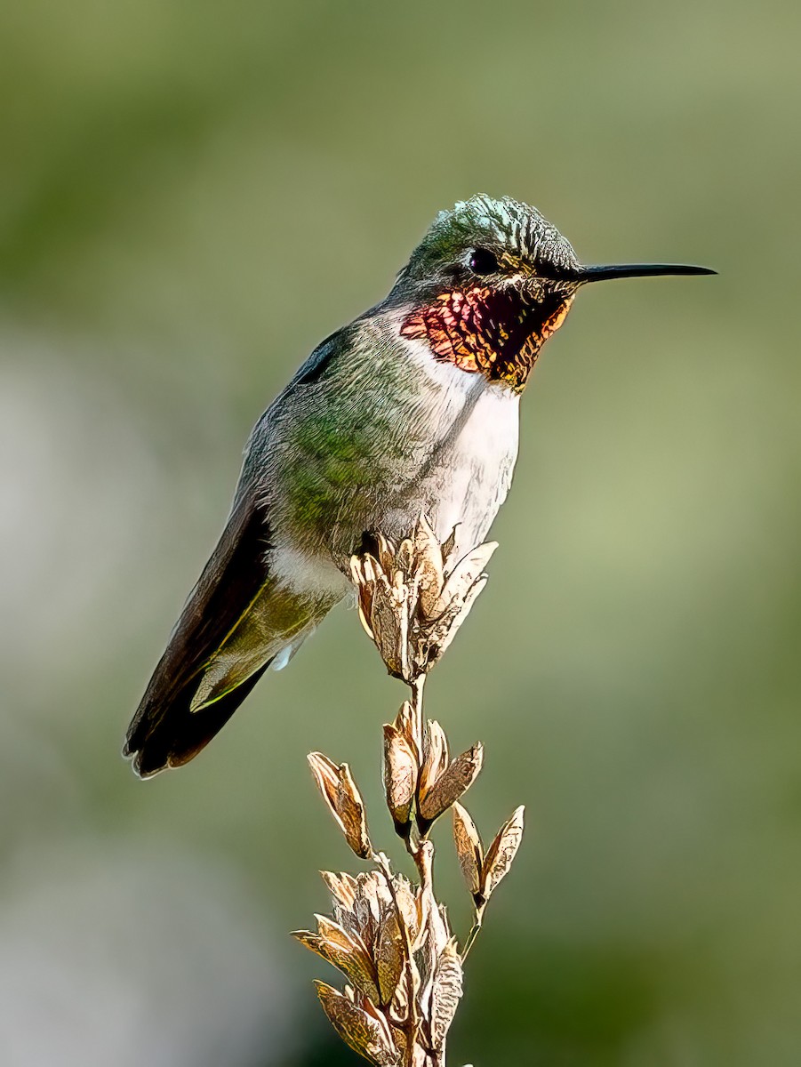 Broad-tailed Hummingbird - ML619307918