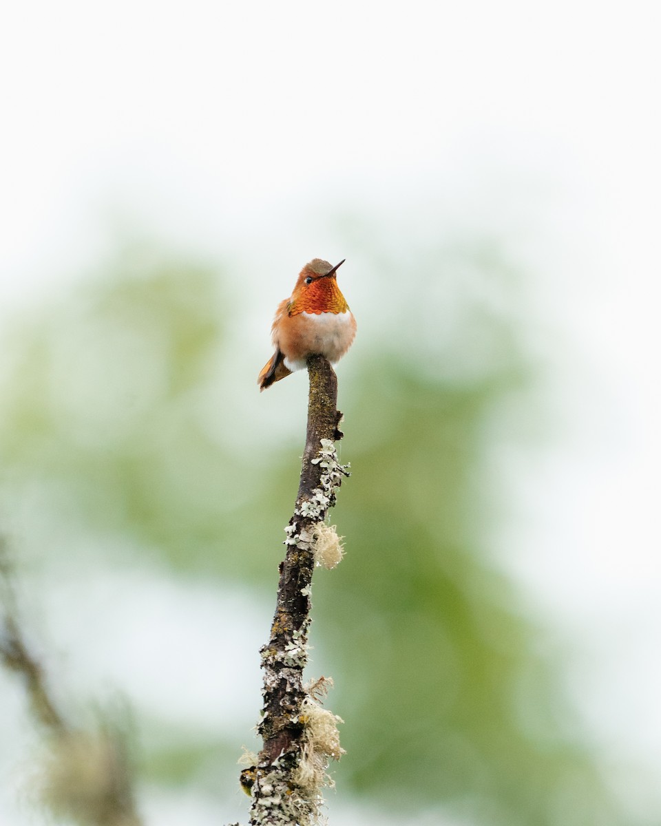 Rufous Hummingbird - ML619307922