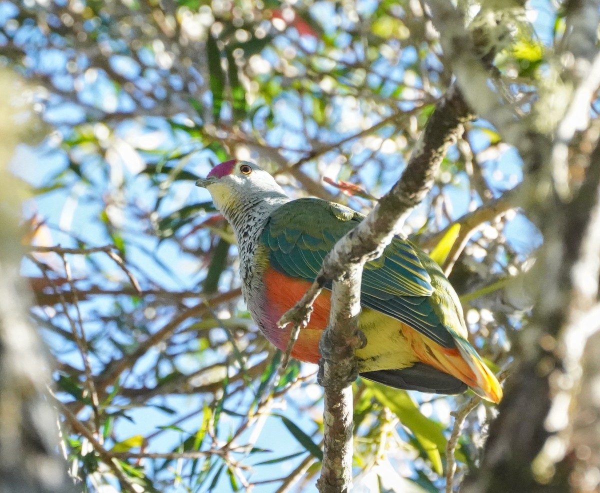 Rose-crowned Fruit-Dove - ML619307963