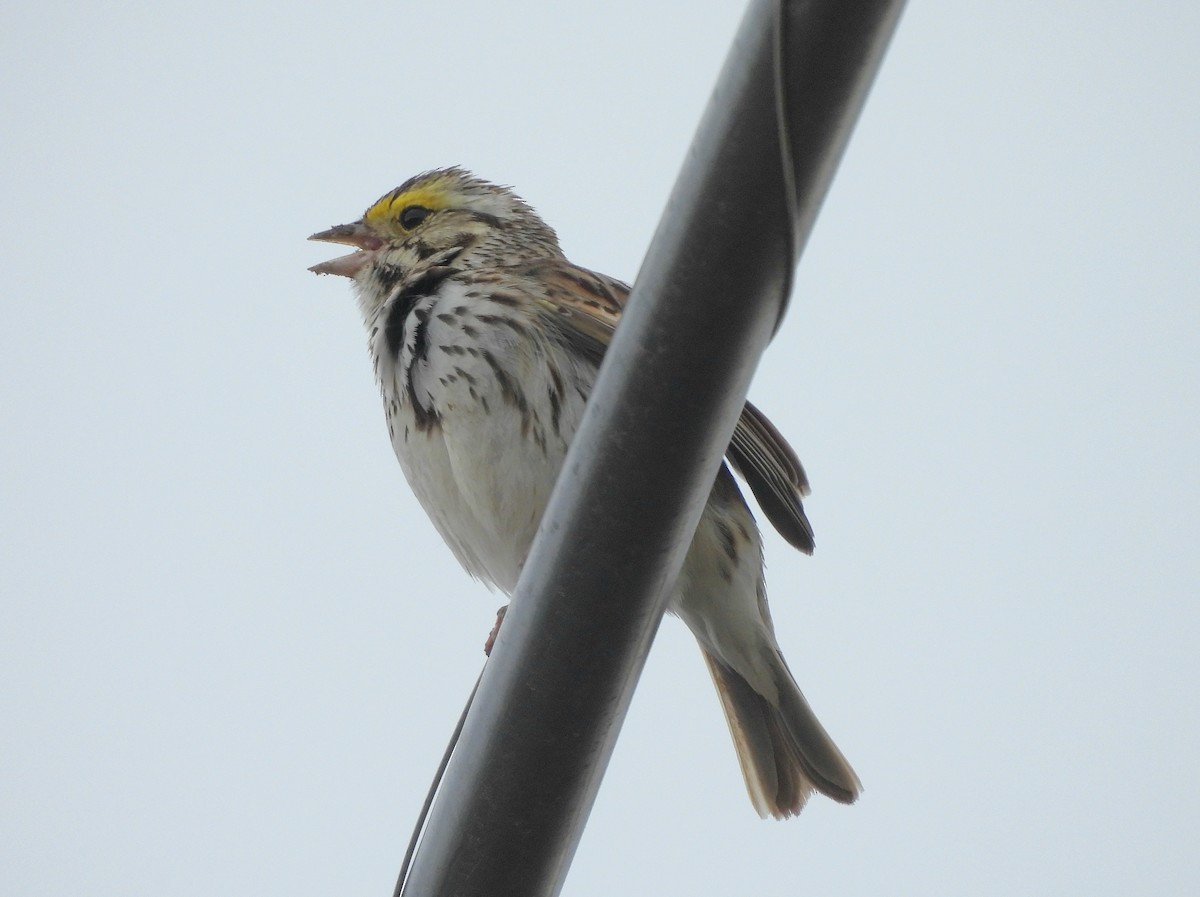 Savannah Sparrow - ML619307974