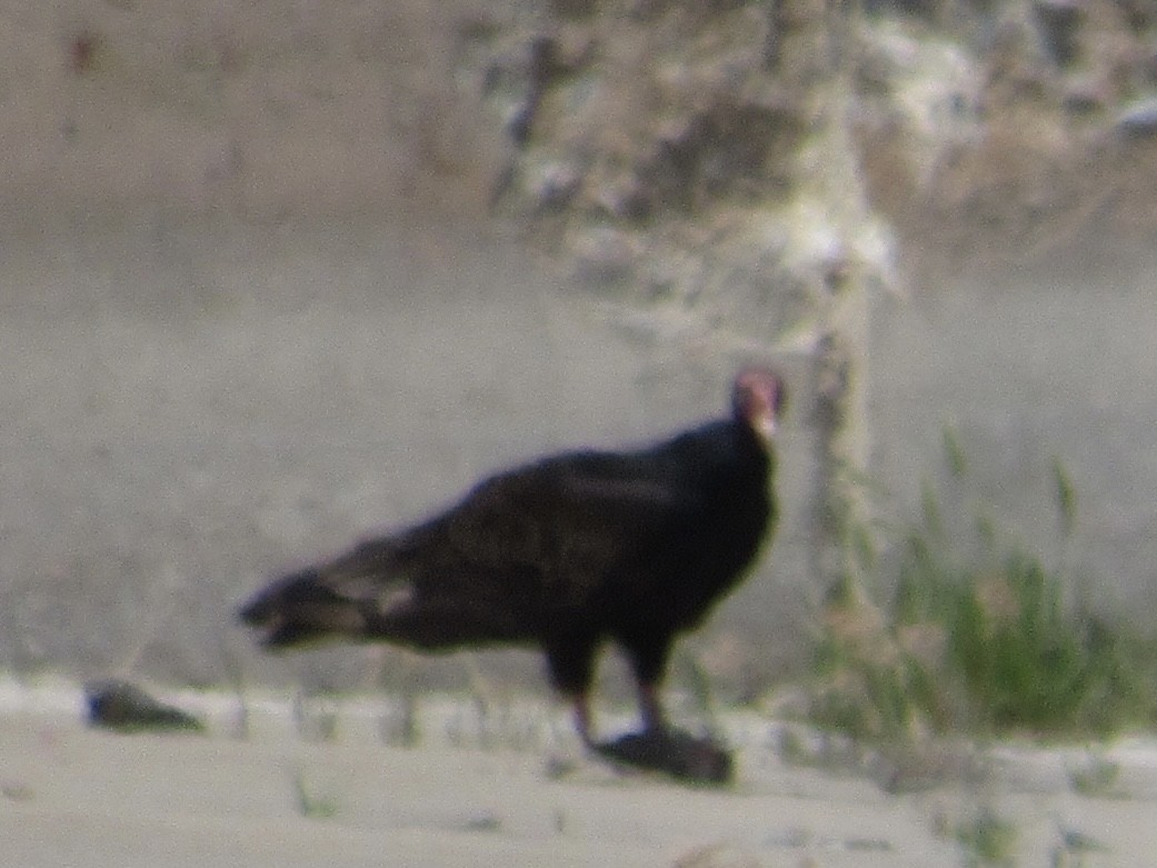 Turkey Vulture - ML619307987