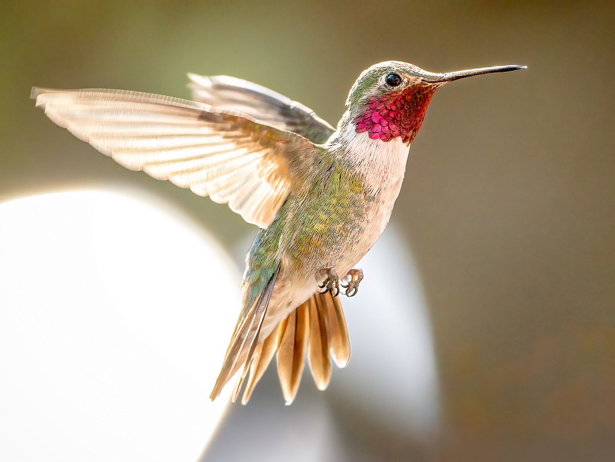 Broad-tailed Hummingbird - ML619307991