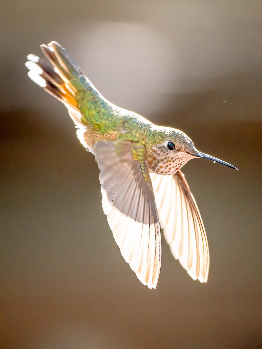 Broad-tailed Hummingbird - ML619307998