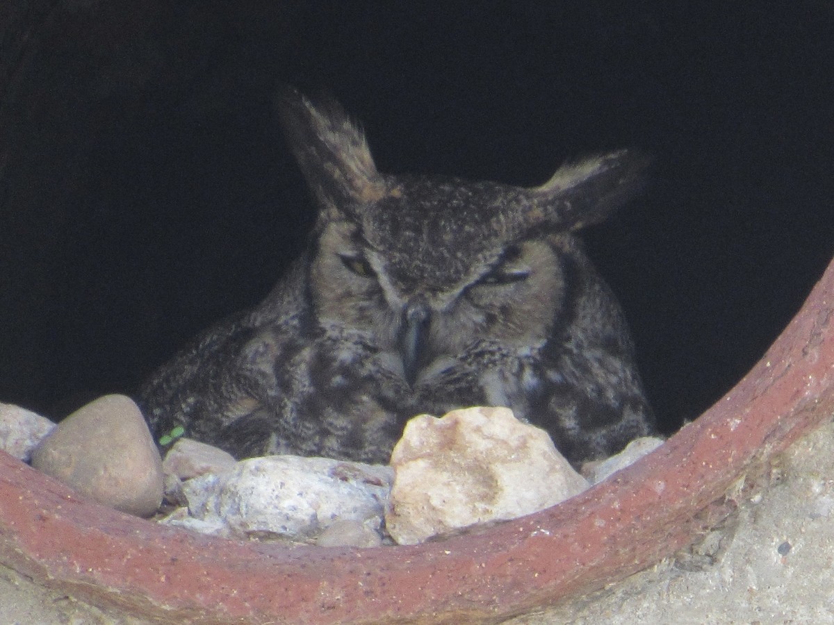 Great Horned Owl - ML619308011