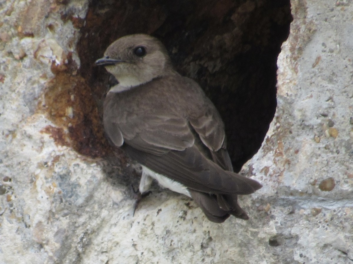 Northern Rough-winged Swallow - ML619308024