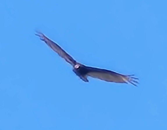 Turkey Vulture - ML619308063