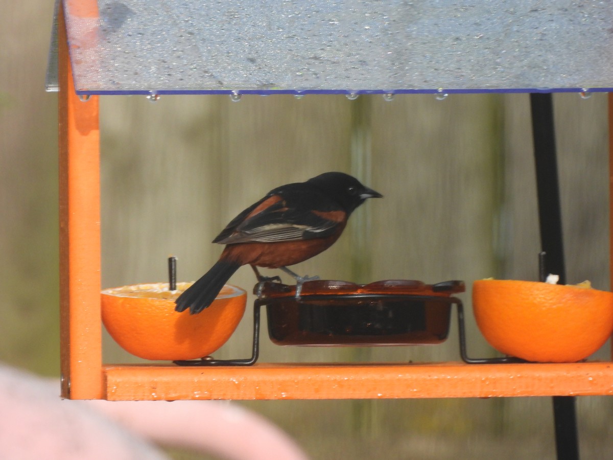 Orchard Oriole - ML619308091