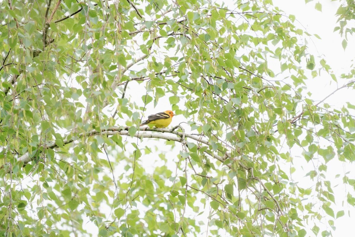 Western Tanager - ML619308103