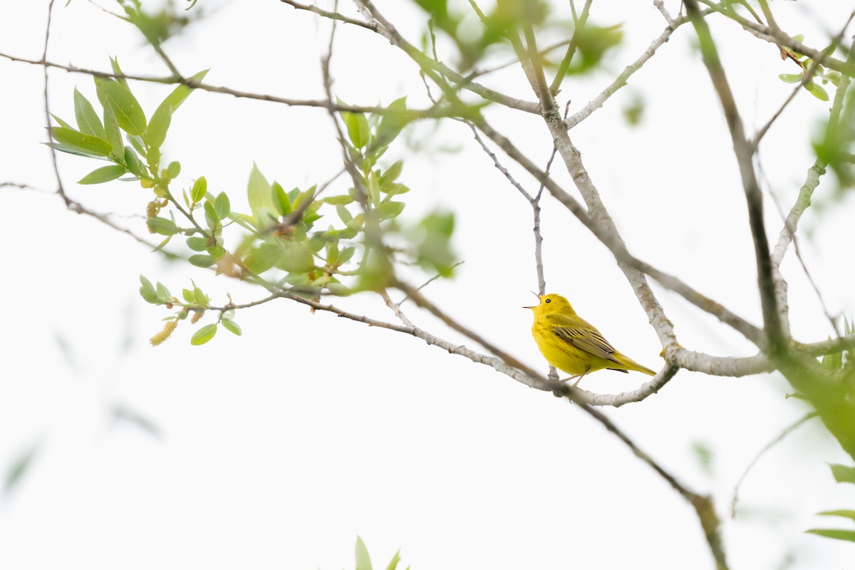 Yellow Warbler - ML619308114