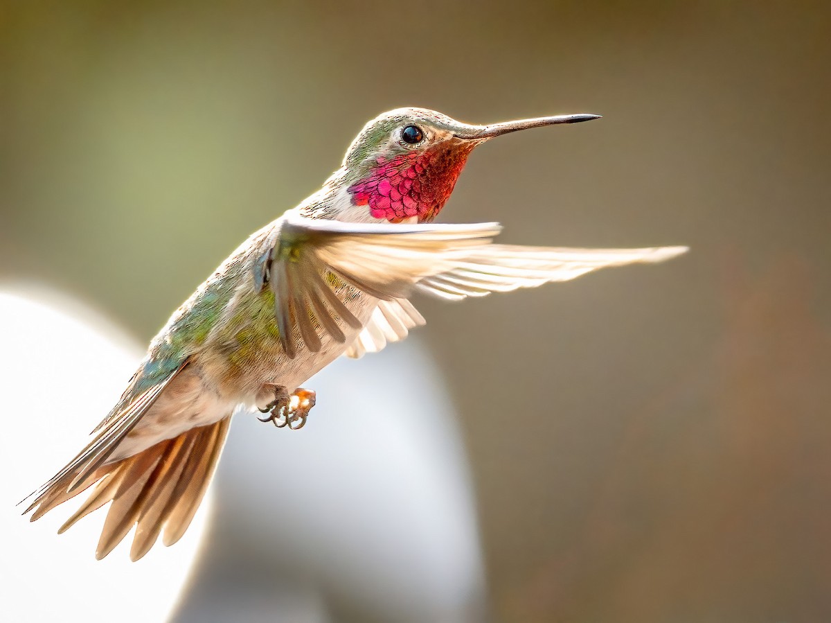 Broad-tailed Hummingbird - ML619308123