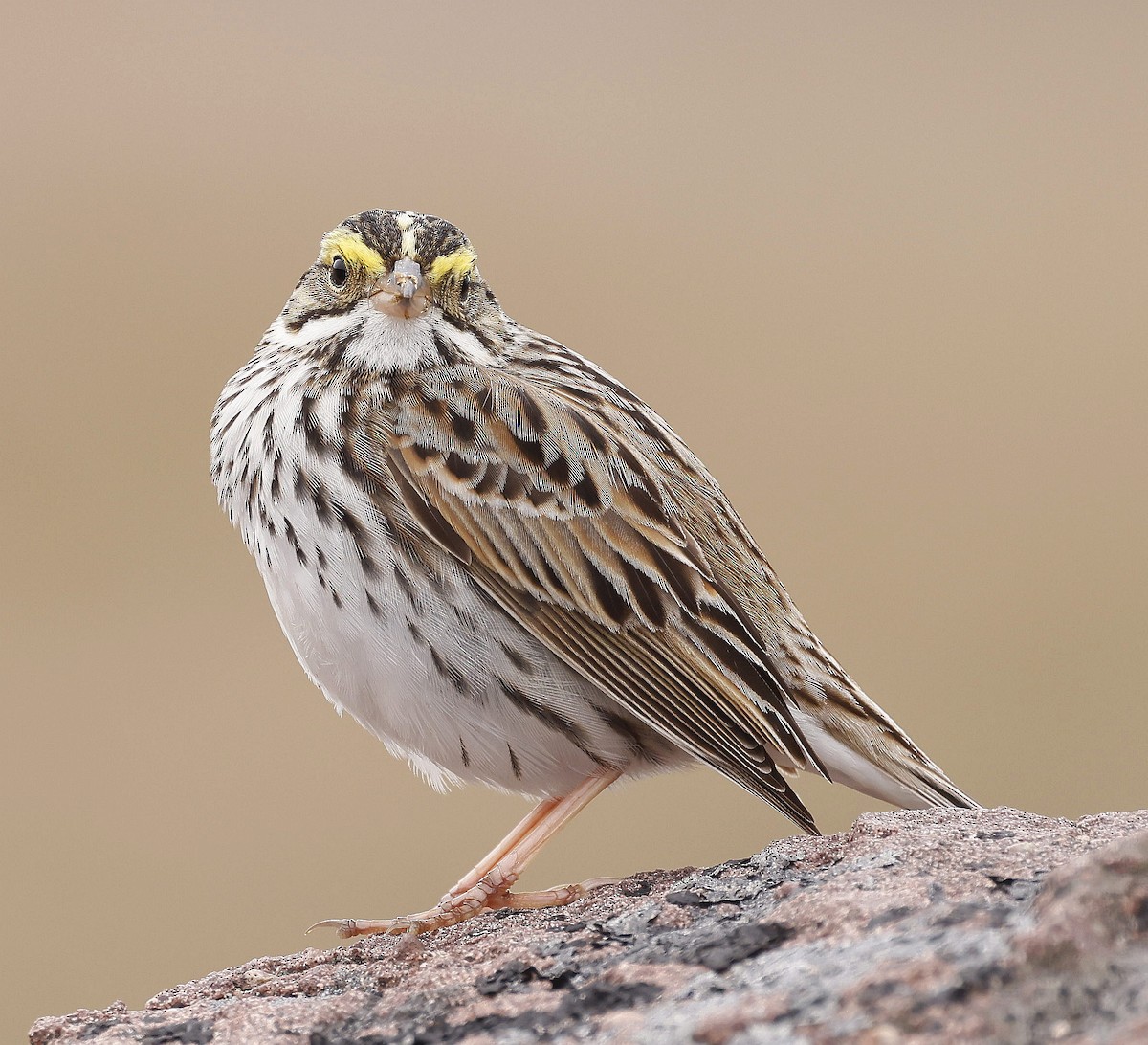 Savannah Sparrow - ML619308154