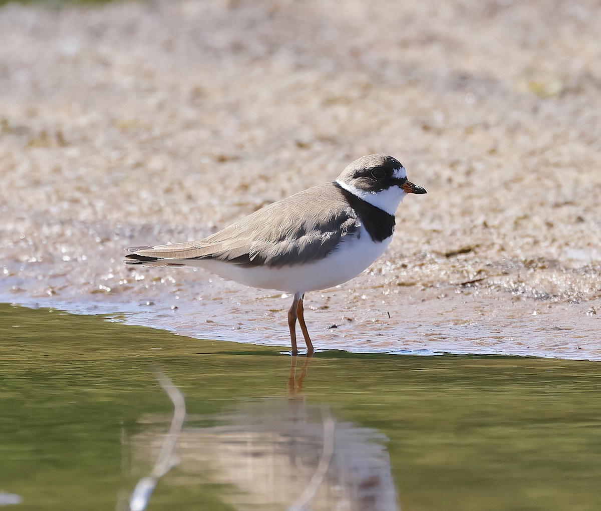 Semipalmated Plover - ML619308157